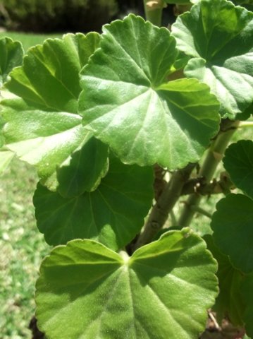 Pelargonium inquinans